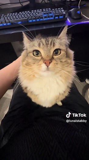 Cat Engine Sound Compilation