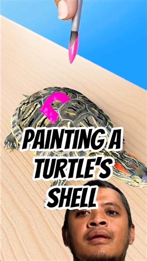 Painting a Turtle’s Shell