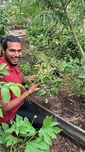 Ashwagandha is an Indian native plant that is indispensable in Ayurvedic medicine. Widely employed to ward off anxiety and as a sleep aid. The roots are the part that is traditionally used, being available the second year from planting, except in long-season, hot-summer areas, where they may be harvested the first year. The berries look like tiny tomatillos (to which they are indeed related) but are not considered edible, although they have been employed as a rennet substitute in cheese-making. 