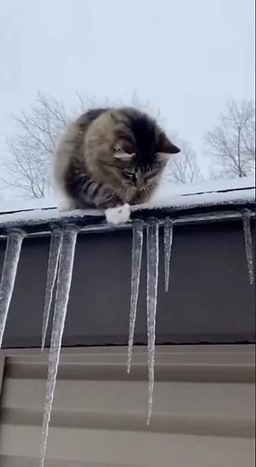 Cat batting the icicles off the roof