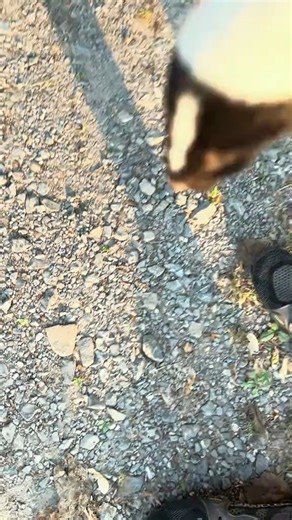 I adopted a baby skunk #rescue #animal #animalsoftiktok #rescueanimals #skunk | Pet Dreams