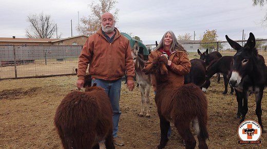 1K views · 82 reactions | Once again the Peaceful Valley Family came together in a big way to support the donkeys on Giving Tuesday and we just wanted to say thank you. | Peaceful Valley Donkey Rescue | Facebook