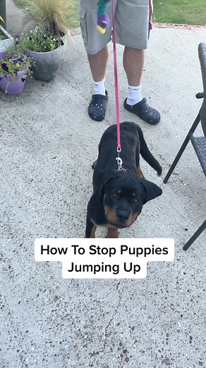 Effective Techniques for Training Rottweiler Puppies