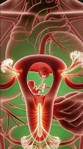 Inside the Womb 3D Fetal Development & Placenta Nutrient Flow | Medical Animation