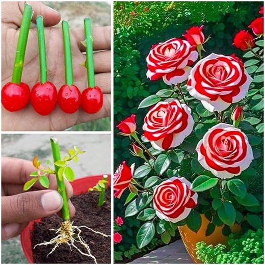 140K views · 1.3K reactions | How to Grow Rose Plant at home Without Soil from cuttings | Propagate Rose tree from cutting | Rana Craft | Facebook