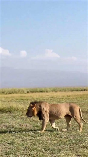 King of Amboseli | An Unforgettable Lion Encounter in Kenya