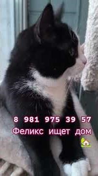 Феликс ищет дом !!!Питер