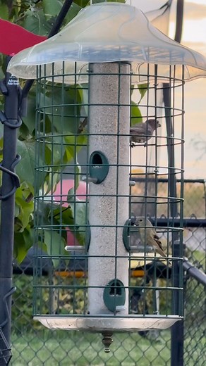 These two finches are using a caged tube feeder filled with sunflower chips. The cage spacing is just wide enough for small birds like goldfinches, chickadees, and house finches — but too small for larger birds like magpies or starlings to get inside. It keeps the feeding calm and focused on the species you actually want to attract. #birdfeeding #goldfinch #housefinch #backyardbirds #sunflowerchips #birdfeeder #birdwatching #wildbirds | Wild Birds Unlimited