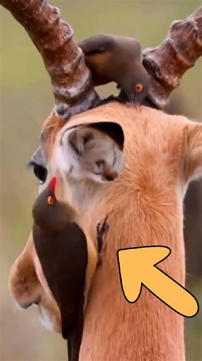 This “Helpful” Bird Is Actually a Tiny Vampire 🐦🩸