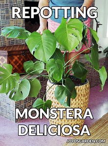 Repotting Monstera: How To Repot A Swiss Cheese Plant