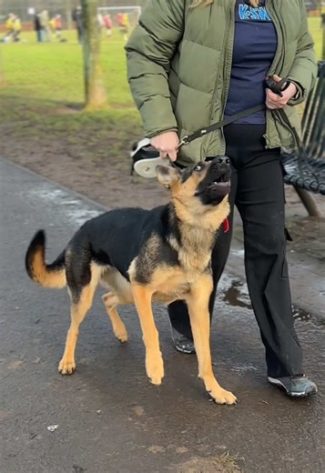 Understanding Ava's Fearful Behavior: A Training Assessment