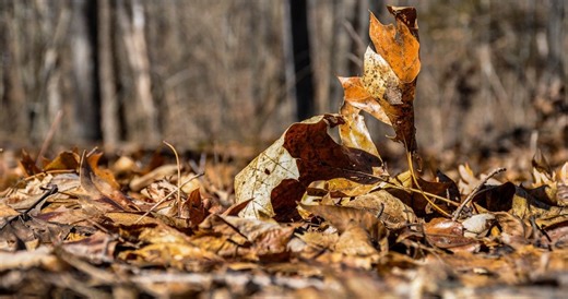 Releaf Paper: Giving Fallen Leaves a Second Life - Impakter