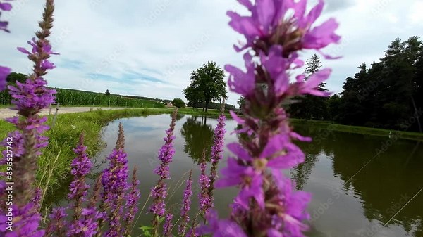 Loosestrife pink flowers.Pink blossom and bees close-up. Lythrum salicaria Robert on the shore of a pond. Summer blooming perennial flower. 4k footage