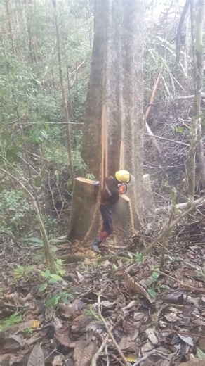 beginilah cara kerja operator sensor penebangan kayu