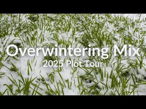 Overwintering Mix - Cover Crop Test Plot Tour