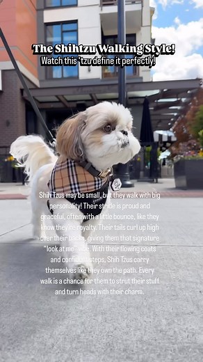 The Shihtzu Walking Style! ✨ Watch this ‘tzu define it perfectly! Shih Tzus may be small, but they walk with big personality! Their stride is proud and graceful, often with a little bounce, like they know they’re royalty. Their tails curl up high over their backs, giving them that signature “look at me” vibe. With their flowing coats and confident steps, Shih Tzus carry themselves like they own the path. Every walk is a chance for them to strut their stuff and turn heads with their charm. Does y