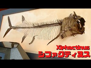 【古生物紹介】シファクティヌス(Xiphactinus)
