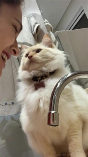 Understanding Confused Cat Behavior: A Lighthearted Take