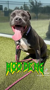 Love Moo Deng the pygmy hippo? Meet Moo Deng the pocket pittie! 🦛 💕 Adopt your house hippo today 😊 #adoptdontshop #adoptme #shelterdog #ict #househippo #moodeng #fyp #pitbull #pittiesoftiktok | Kansas Humane Society