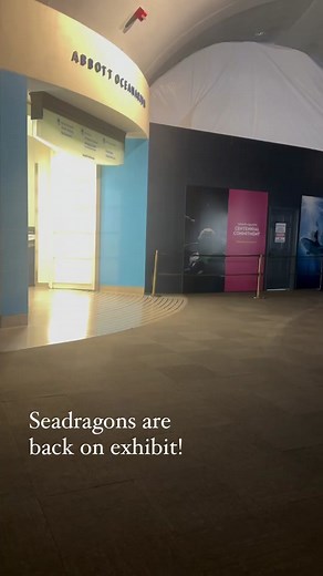 Seadragons are back on exhibit! Come visit them in the Oceans gallery! 🌊 🐉 #seadragons #sheddaquarium