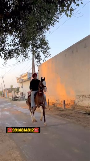 Guri Hundal on Instagram: "❤️🐎#majhahorsestable"