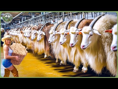 How Millions of Goats Are Processed For Milk, Cheese & Wool - Massive Goat Farming