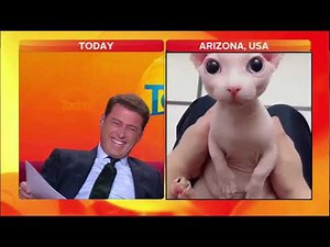 Reporter can't stop laughing at bingus