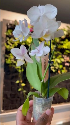 Simple Orchid Care Tips to Keep them Alive 🌱 #orchidcare #orchids
