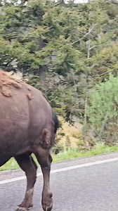 Excuse me sir, but do you know...The Muffin Man? #bison #foryoupagereels #yellowstonenationalpark #wildlife | T. Lyn Neufeld Photography