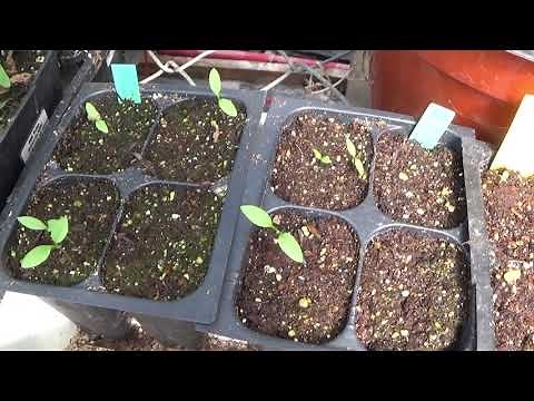 Starting Parsley From Seed, Parsley Seed Germination Tips