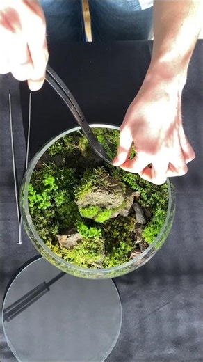 Packing a Terrarium: No Ready-made Boxes Allowed #terrarium #asmr #terrariumart