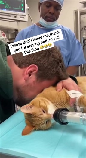 I’ll never let you fade from my mind 😩😩😩#foryou #fyp #love #pet #miss