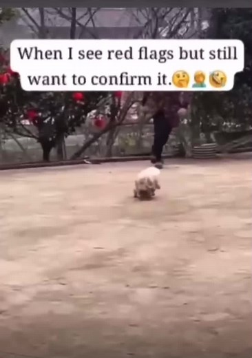 When i see red flags but still want to confirm it 🤔🤦🏽🤣#tiktok #fypシ゚viral #goviral #explore #redflags#confirm