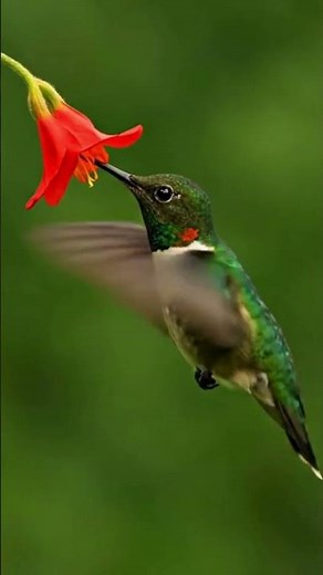 Hummingbirds Are the Only Birds That Can Fly Backward