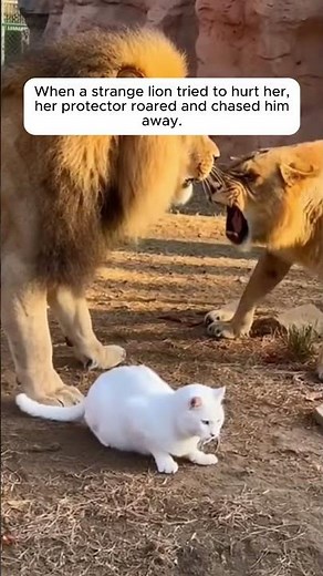 The Cat Who Joined a Lion Pride 🦁🐱 #shorts