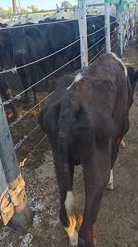 The evolution of crossbreeding in practice.