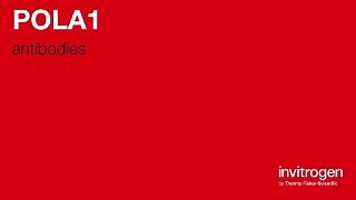 Anti-POLA1 Antibodies | Invitrogen