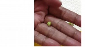 Guide to Germinating Calamansi Seeds