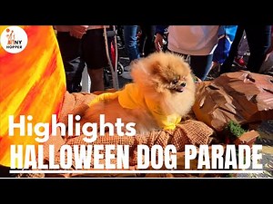 Halloween Dog Parade! NYC