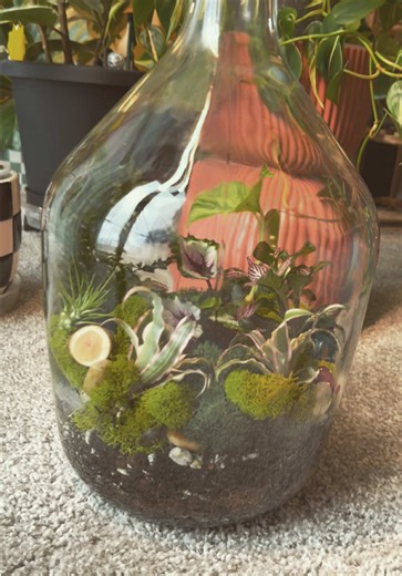 #terrarium #plants #fyp