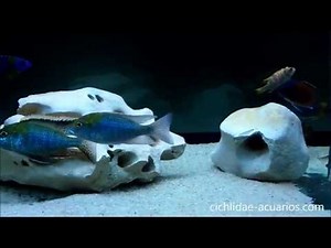 Tramitichromis intermedius "Kambiri Point"