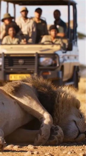 Lion's EPIC hunting fail! 😂 사자 사냥 대실패 레전드 ㅋㅋ ¡León FAIL épico! 😂