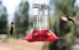 Nature Notes - the Hummingbird Feeder War