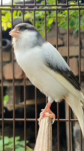 birds chirping nature sounds | bird sound #birds #animals #canary #funnyanimals