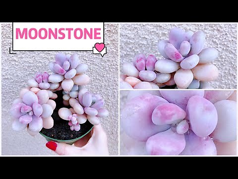 #377 BLOOM PLUS GROW LIGHT HELPS TO PROPAGATE MOONSTONE SUCCULENTS FROM LEAVES| NHÂN GIỐNG SỎI HỒNG