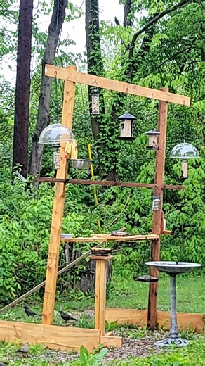 Your Morning Needs This Bird Sound #naturesvoice #birdsong #thebirdsonggroup