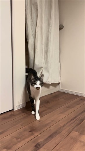 今日のちゃあ助 273 🐈 #猫 #cat #ねこ #shorts