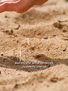 The sand eats humans.. #fbreelsfypシ゚viralfbreelsfypシ゚viral #viralchallenge #fypageシ #fypシ #reelsviralシfb #movietime #WatchNow | Clip Carousel