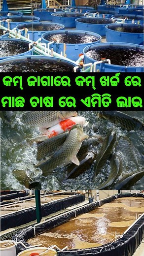 947 reactions · 28 shares | Fish farming biofloc system with minimal expenses and get more profit in odisha #bioflocksystem #fishfarming #odishafarming #agriculture #govermentsubsidies | Odia Farming Dunia | Facebook