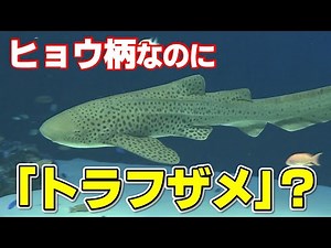 【人間による乱獲でピンチも…】見た目と名前が違う？サメの生態